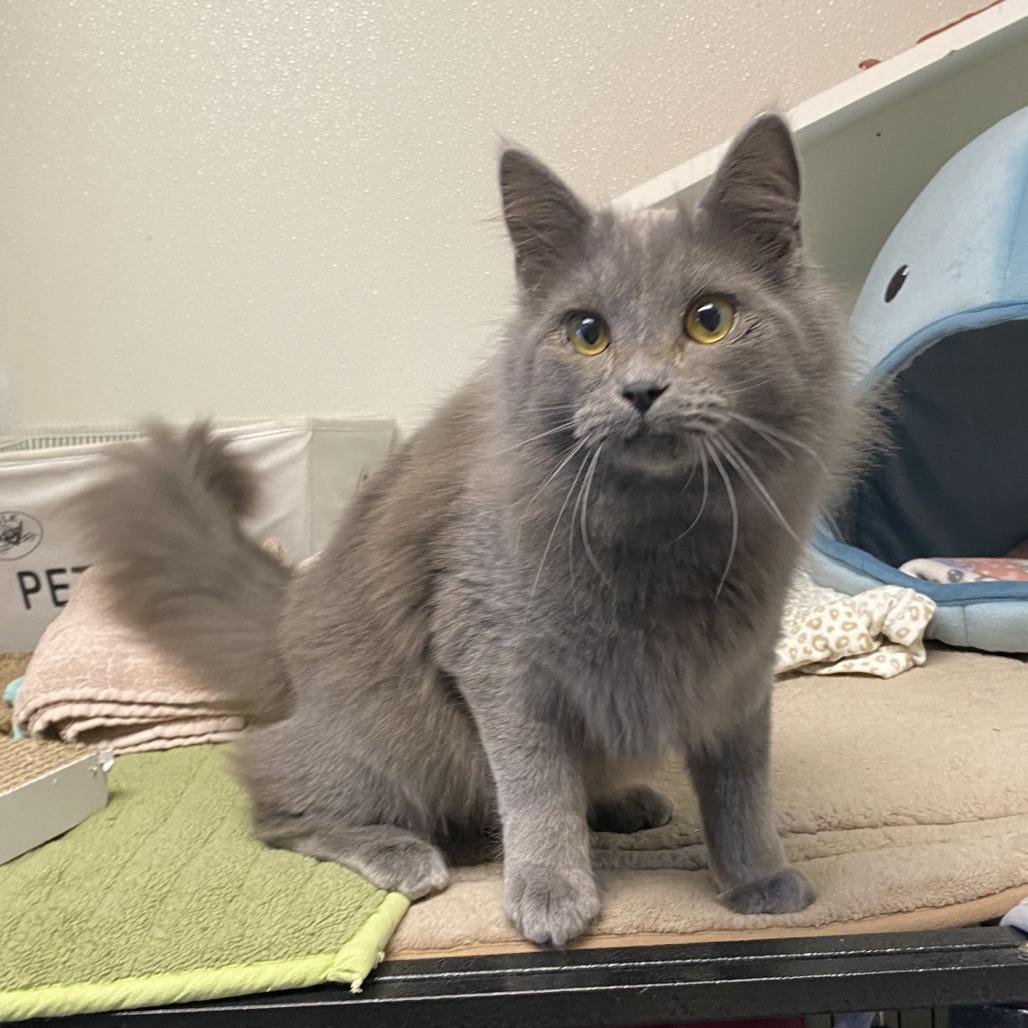 Enlarge Binx, a Adoptable Domestic Short Hair in Fletcher, NC image 5/5