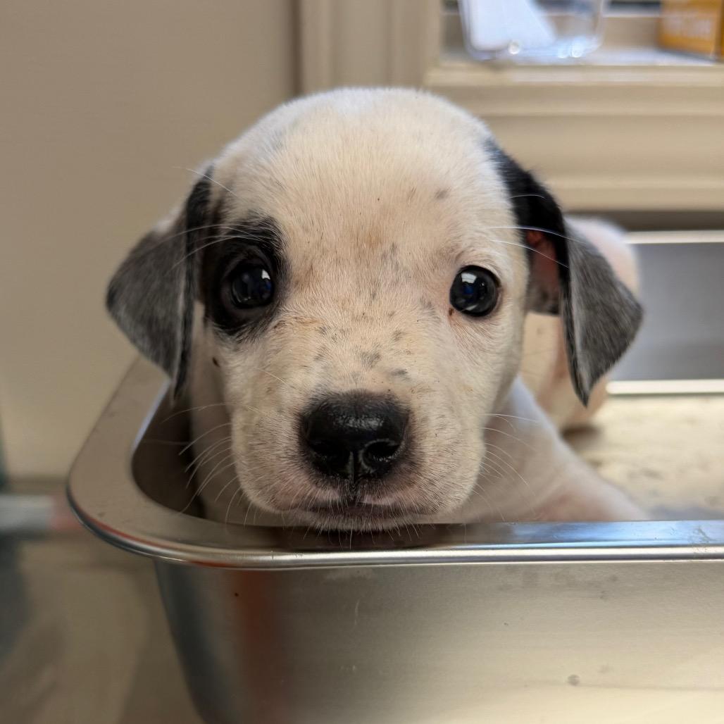TUSC-Stray-85992_2_3_4, Adoptable, Puppy Male Pit Bull Terrier & Pointer.
