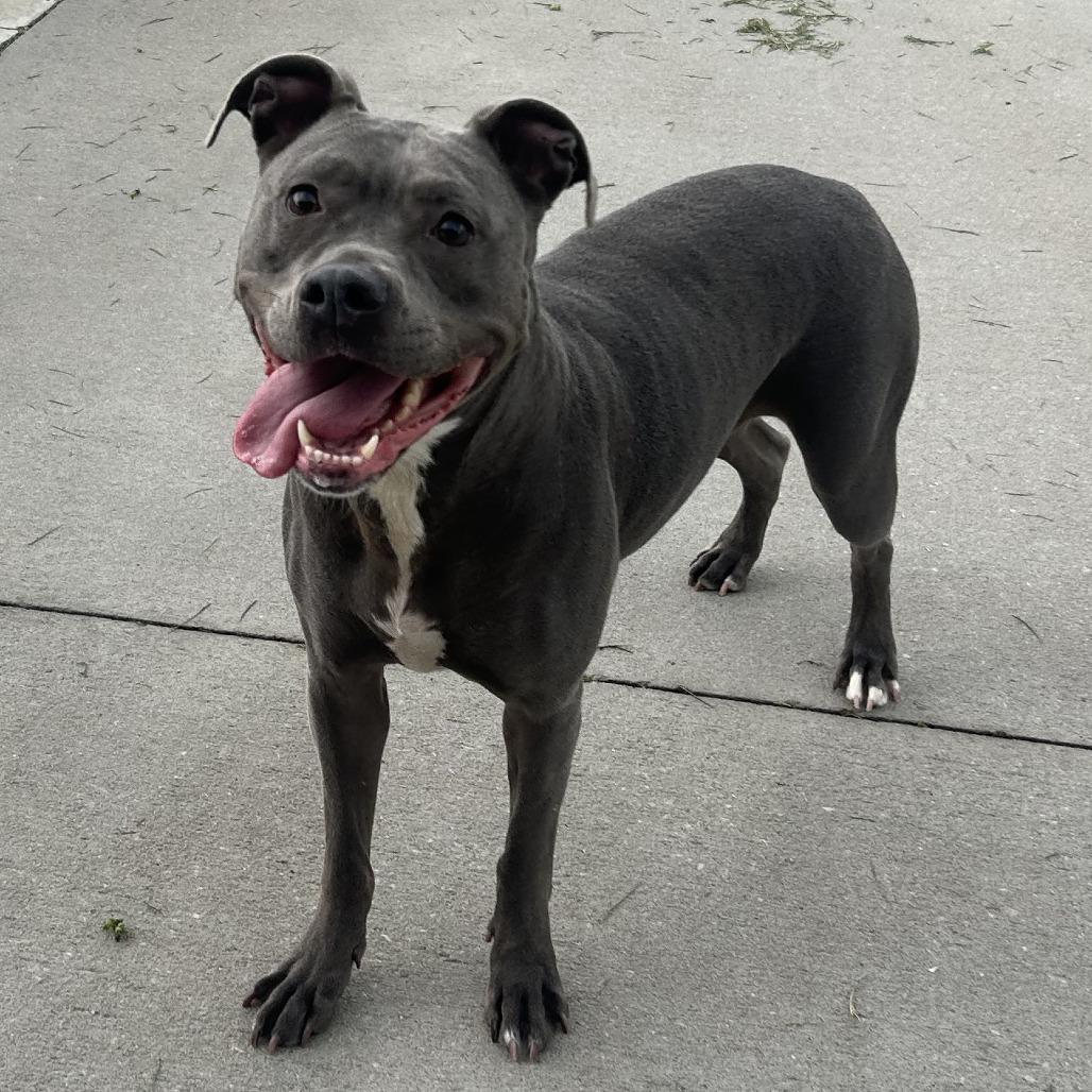 Enlarge Storm, a Adoptable mixed breed in Emporia, KS image 1/6