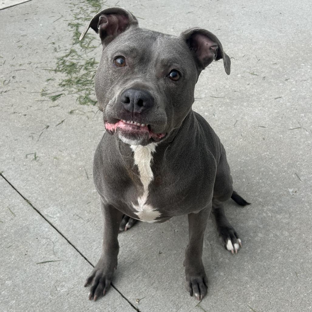 Enlarge Storm, a Adoptable mixed breed in Emporia, KS image 3/6
