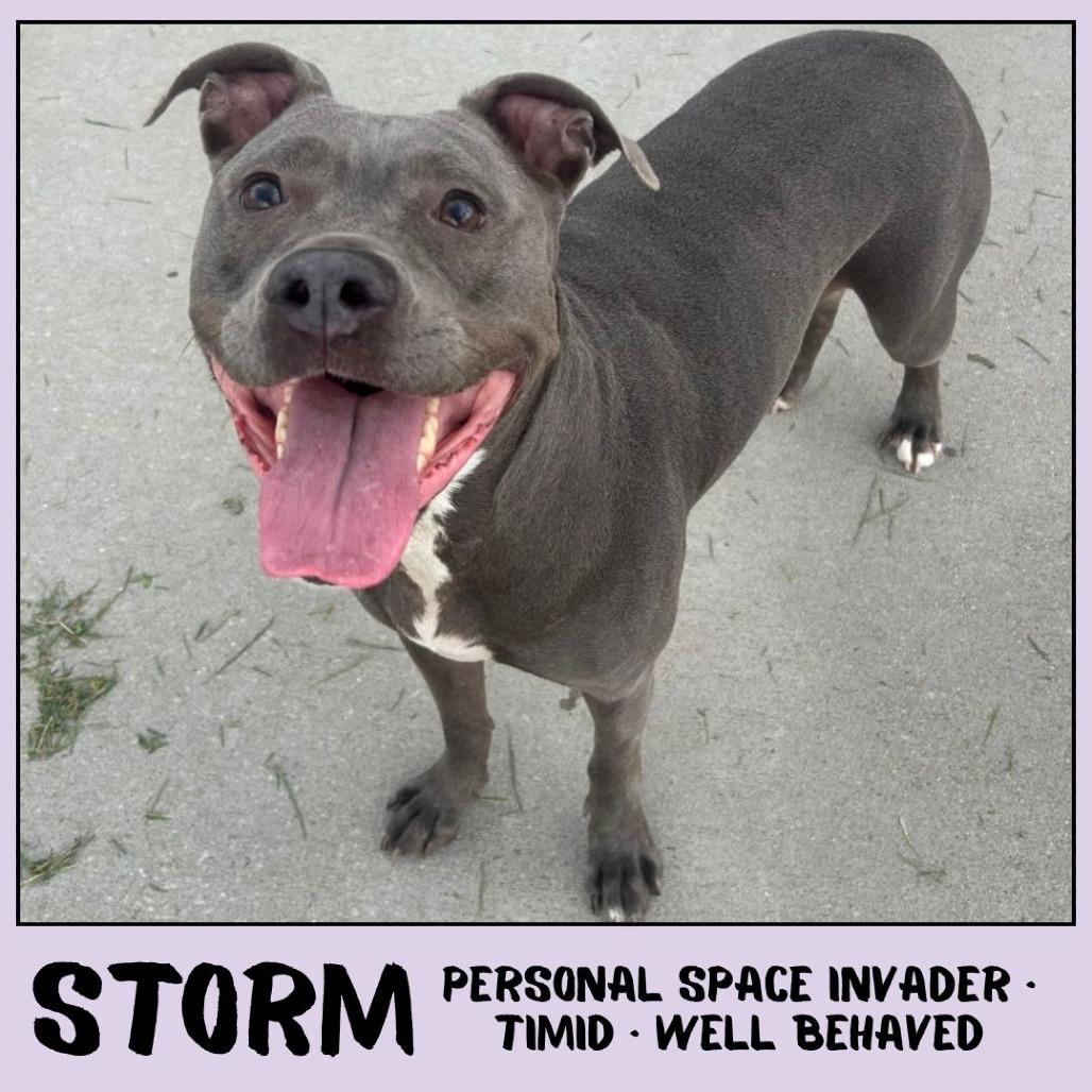 Enlarge Storm, a Adoptable mixed breed in Emporia, KS image 4/6