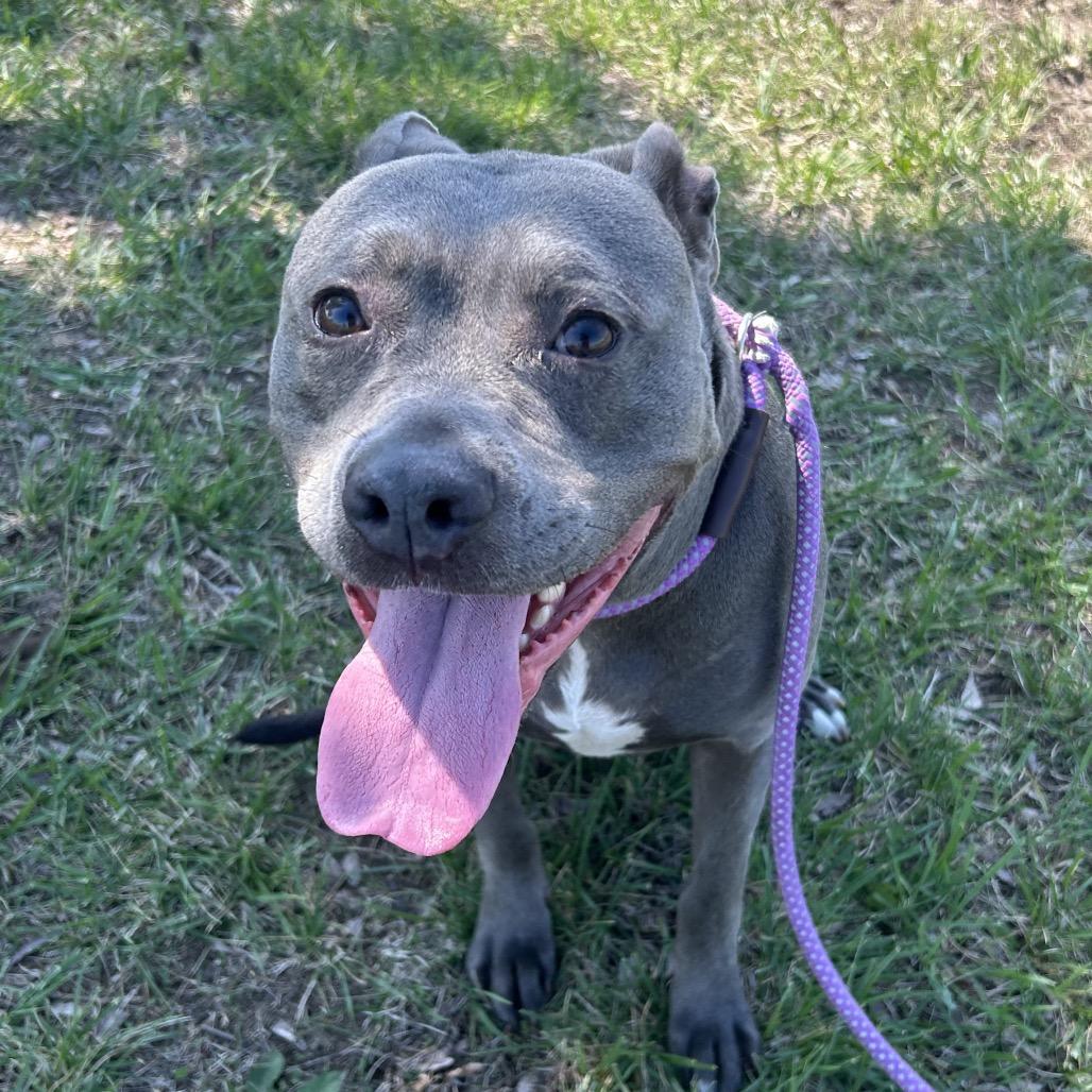 Enlarge Storm, a Adoptable mixed breed in Emporia, KS image 5/6