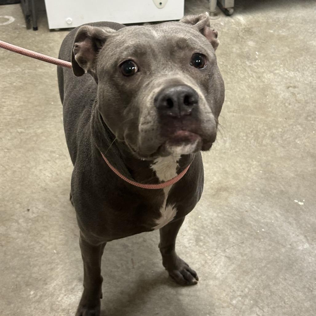 Enlarge Storm, a Adoptable mixed breed in Emporia, KS image 6/6