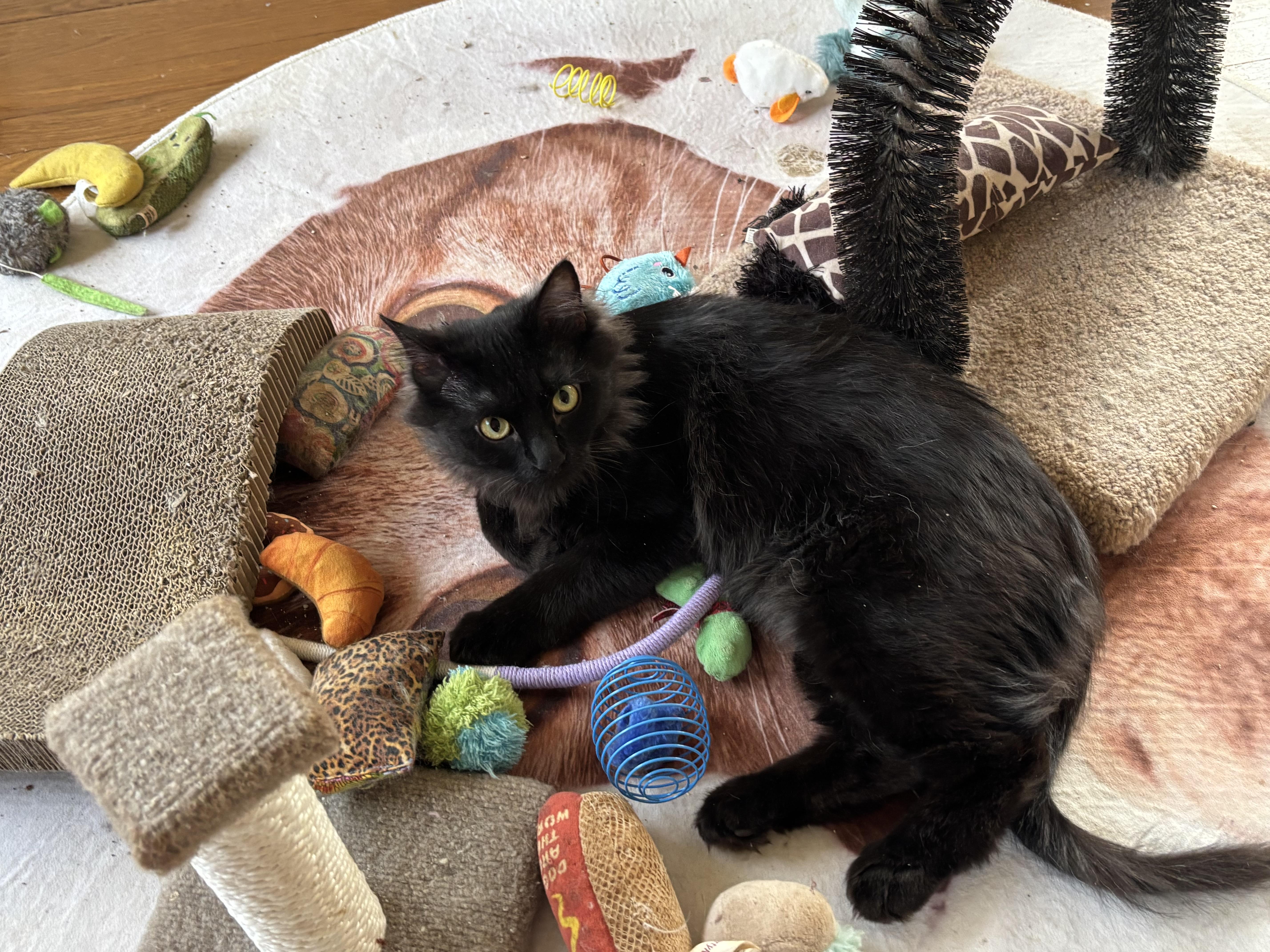 Manny (Long hair/Persian), a ADOPTABLE Persian in Fairfax, VA image 6/6