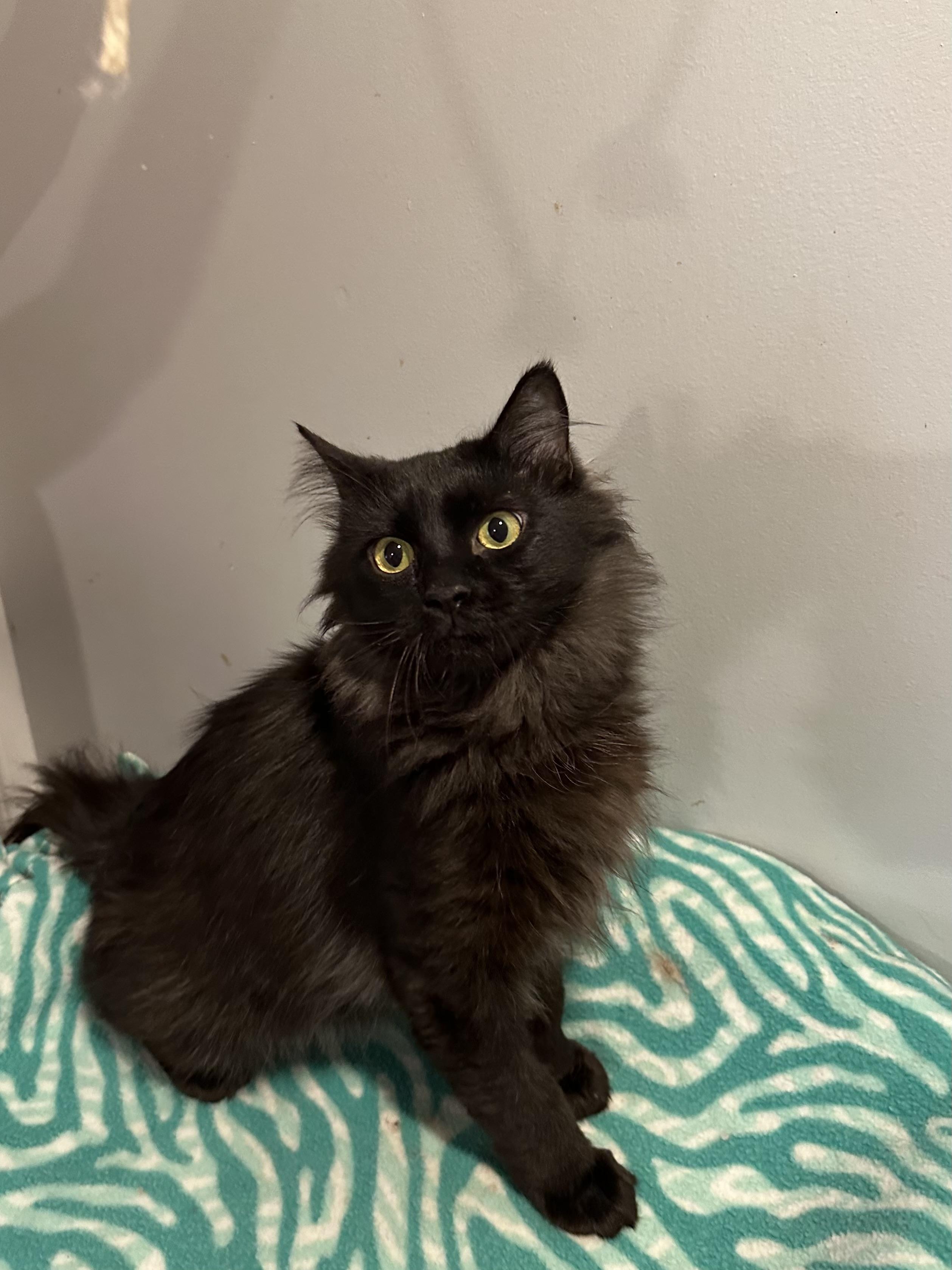 Manny (Long hair/Persian), ADOPTABLE, Young Male Persian.