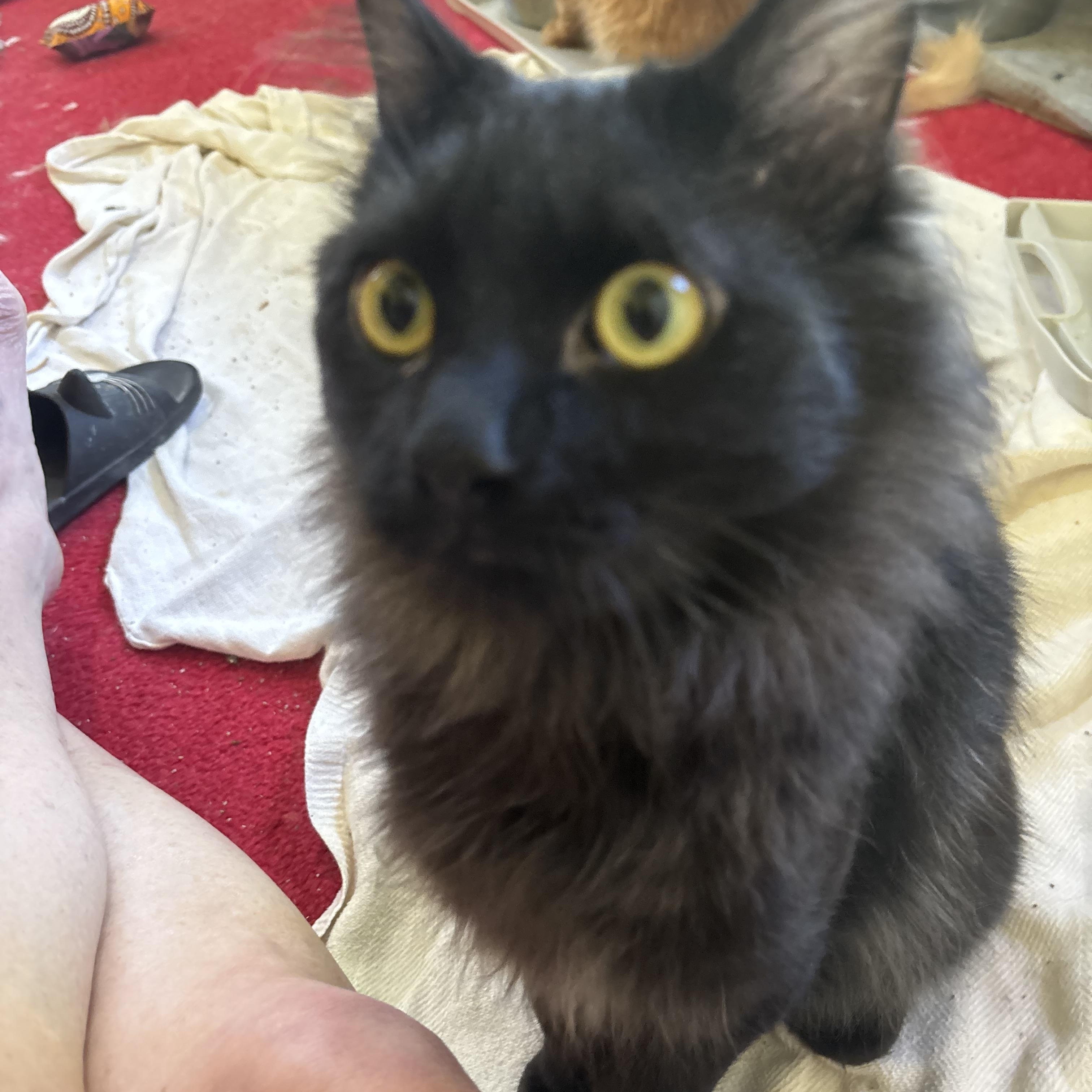 Manny (Long hair/Persian), a ADOPTABLE Persian in Fairfax, VA image 4/6