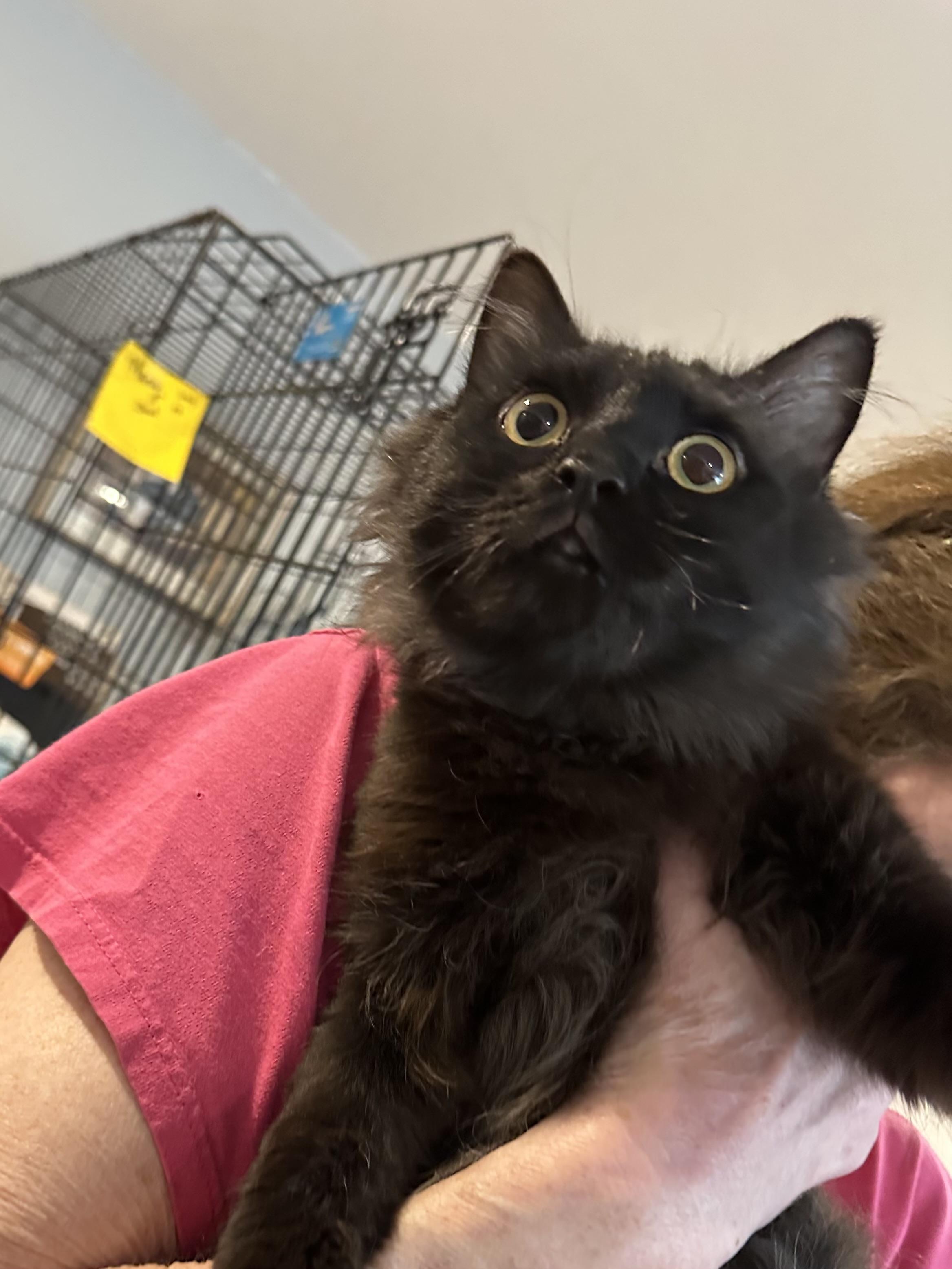 Manny (Long hair/Persian), a ADOPTABLE Persian in Fairfax, VA image 2/6