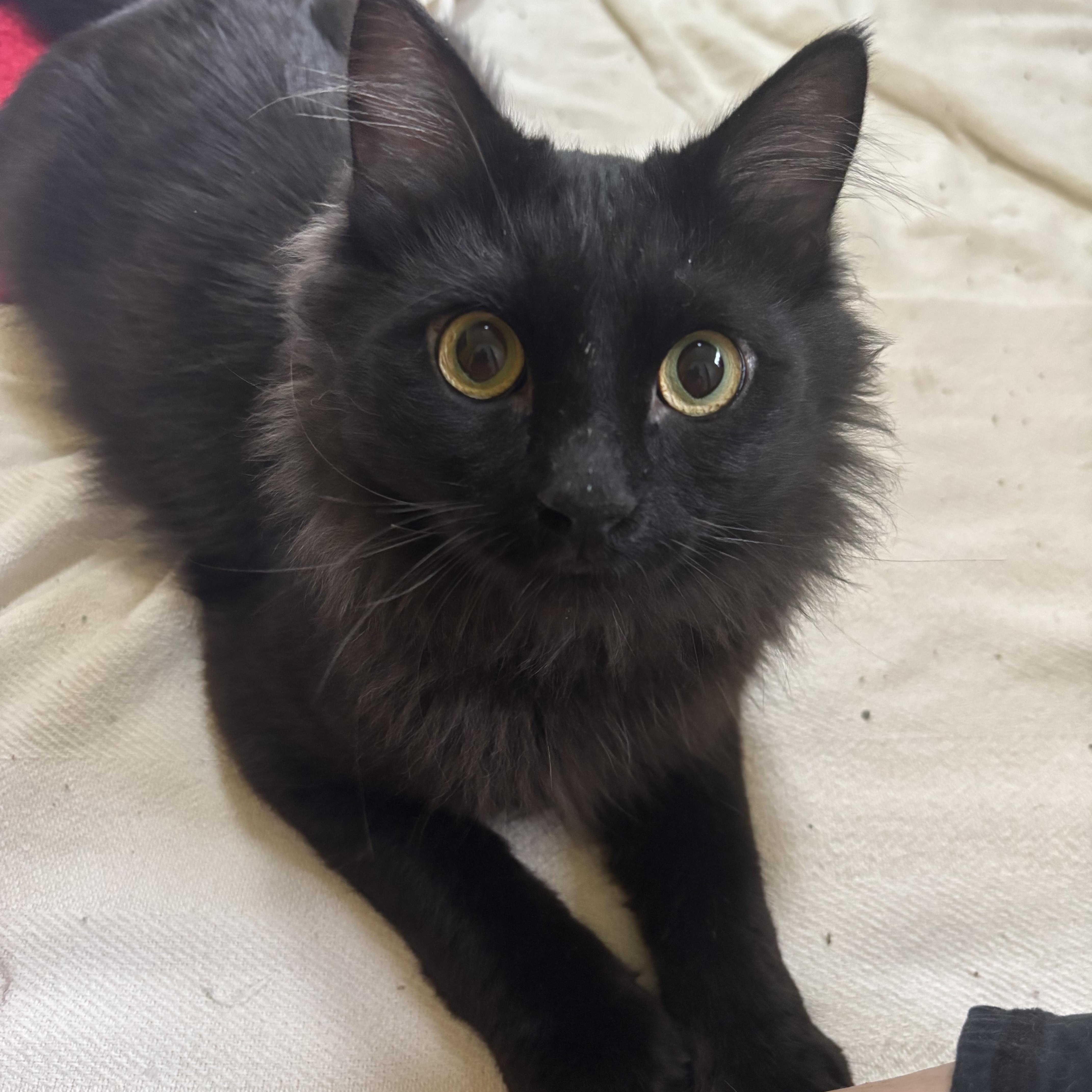 Manny (Long hair/Persian), a ADOPTABLE Persian in Fairfax, VA image 3/6