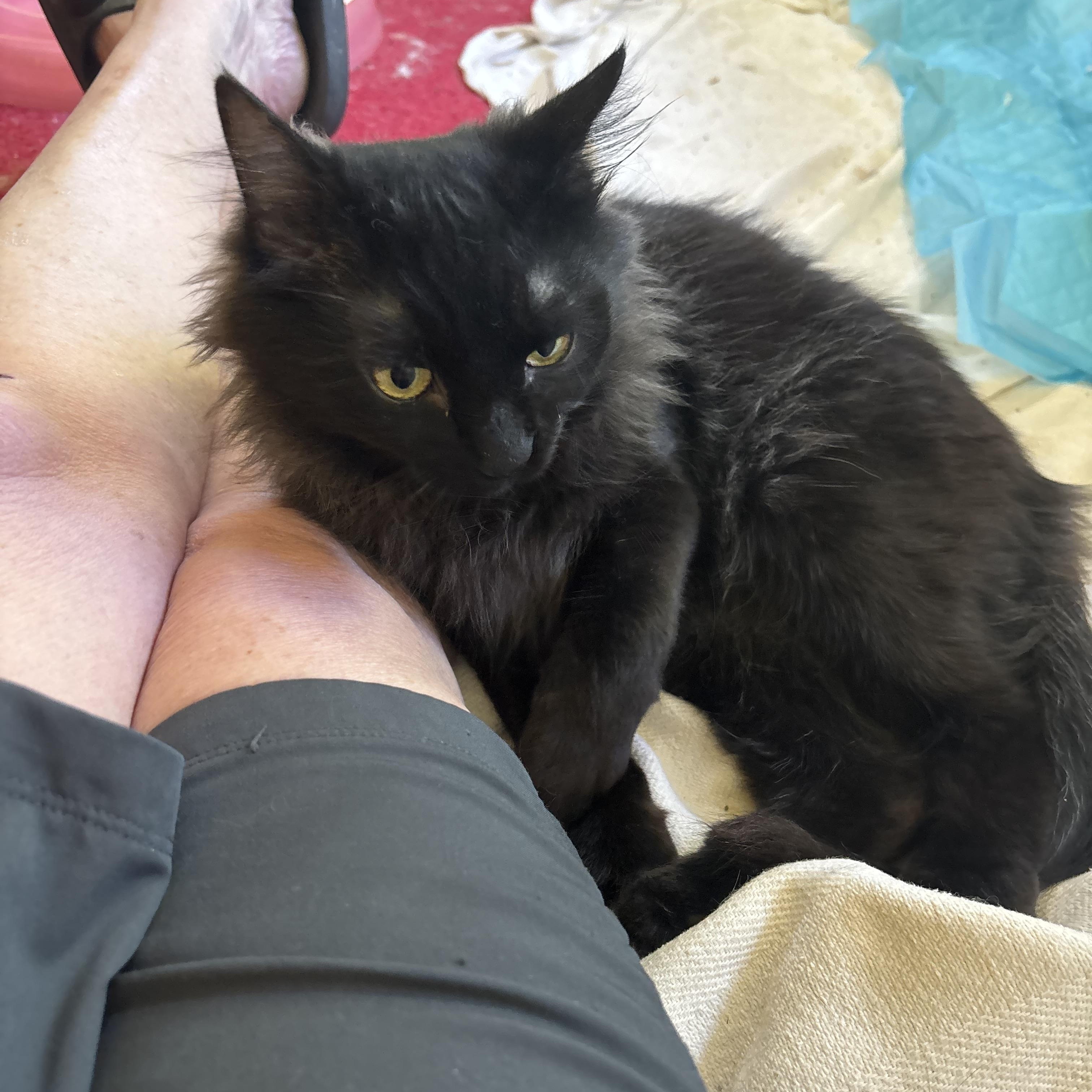 Manny (Long hair/Persian), a ADOPTABLE Persian in Fairfax, VA image 5/6