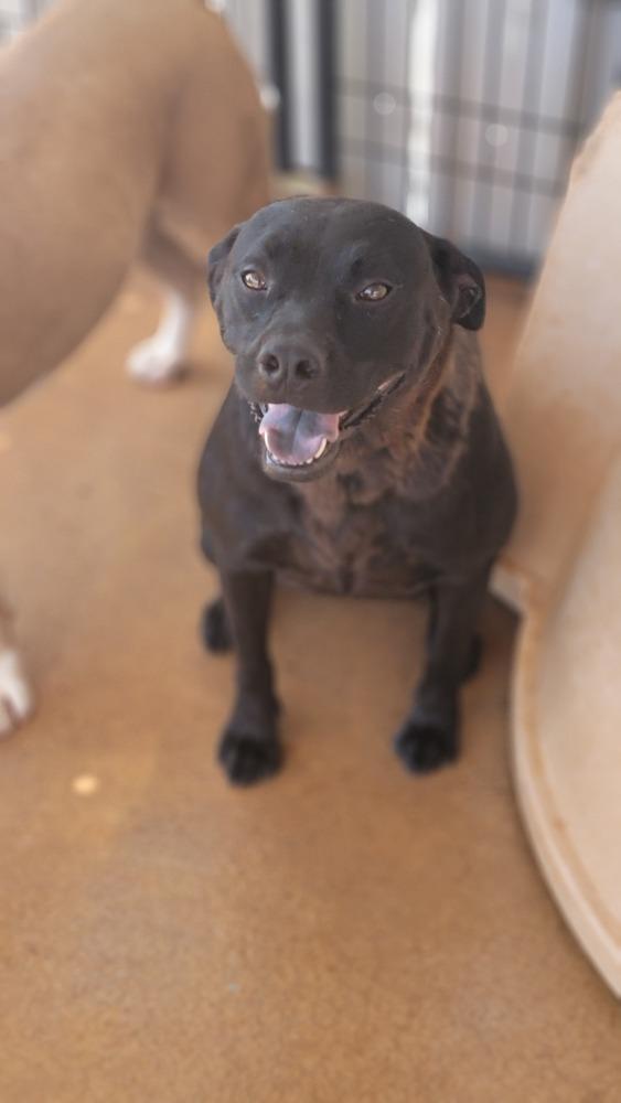Laila, Adoptable, Young Female Labrador Retriever & Mixed Breed.