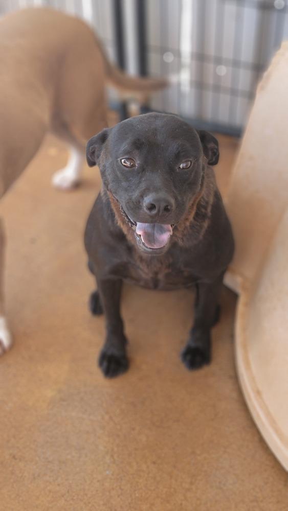 Enlarge Laila, a Adoptable mixed breed in Crosbyton, TX image 6/6