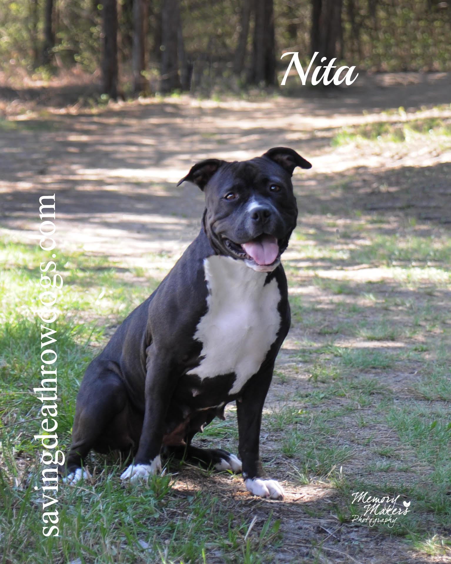 Nita, Adoptable, Adult Female Pit Bull Terrier.