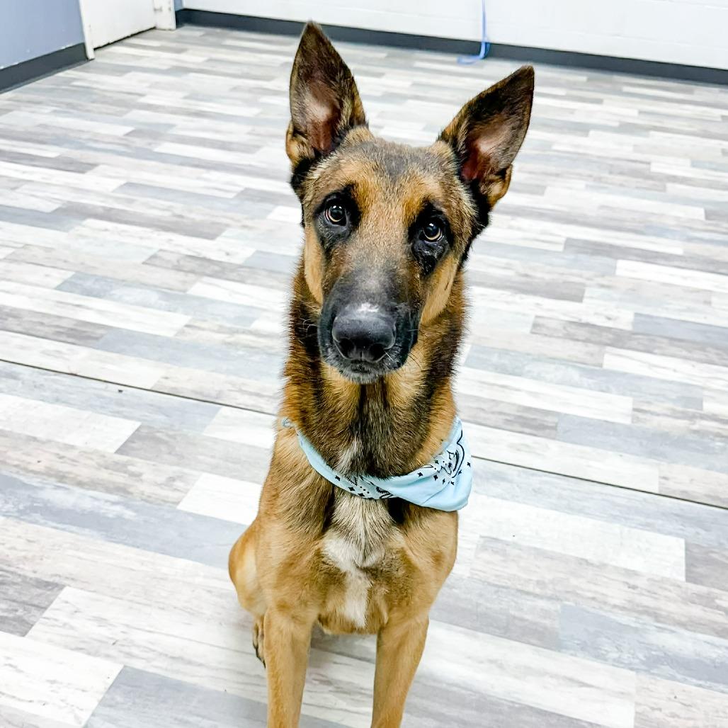 Max, Adoptable, Adult Male German Shepherd Dog.