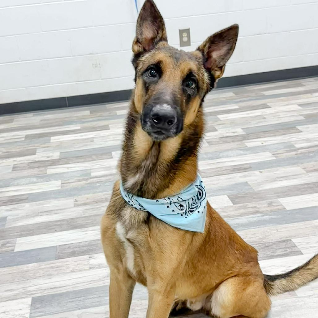 Max, a Adoptable German Shepherd Dog in Lufkin, TX image 2/3