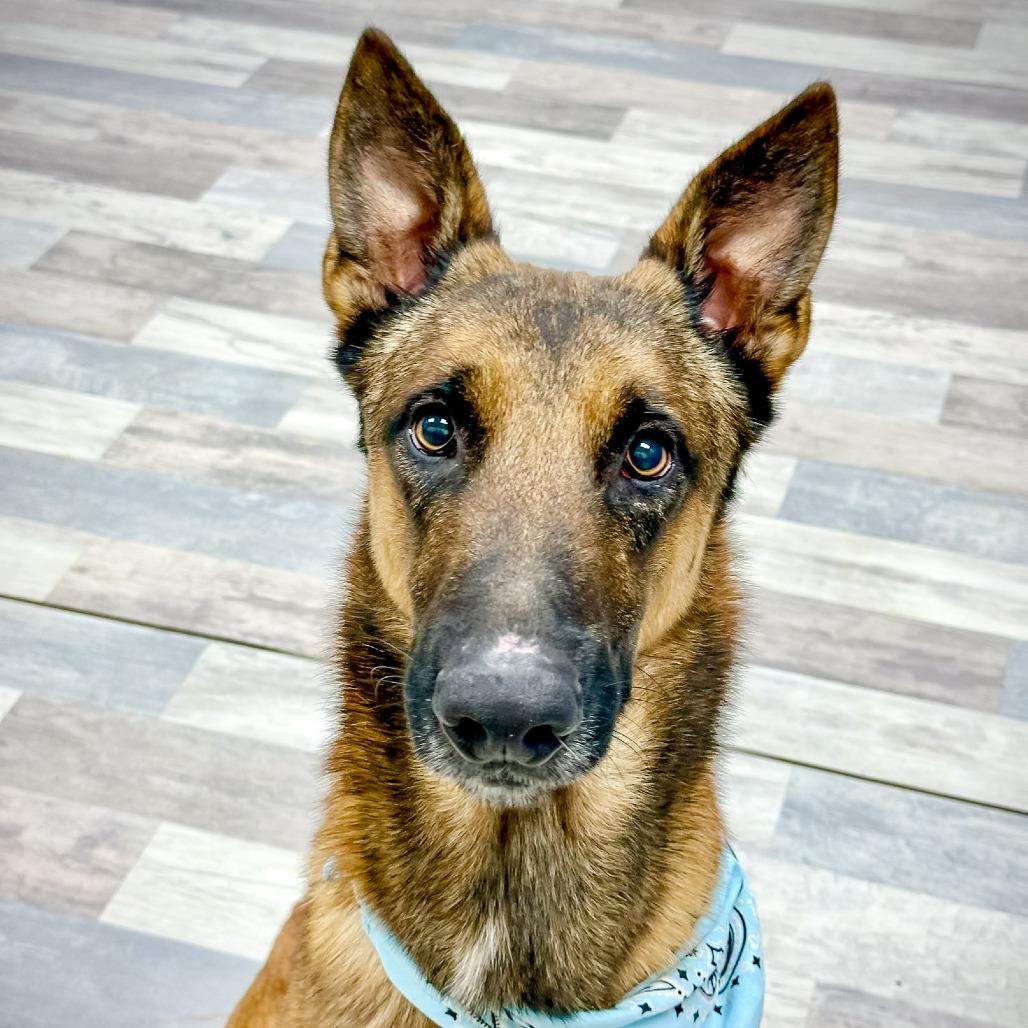 Max, a Adoptable German Shepherd Dog in Lufkin, TX image 3/3