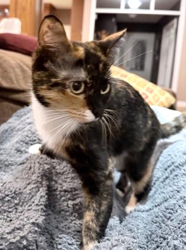 Enlarge Freya, an adopted Calico in Stoney Creek, ON image 1/3