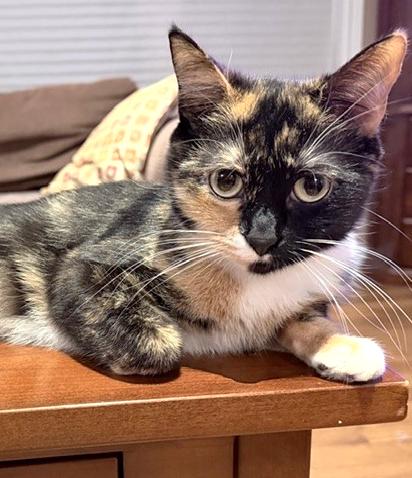 Enlarge Freya, an adopted Calico in Stoney Creek, ON image 2/3