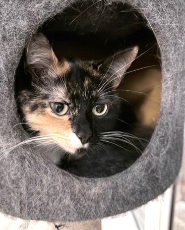Enlarge Freya, an adopted Calico in Stoney Creek, ON image 3/3