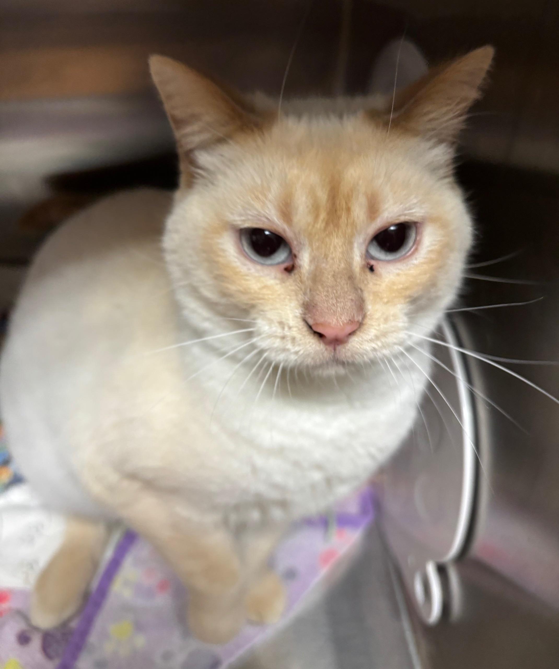 Enlarge Paprika, a Adoptable Siamese in Raymond, WA image 1/1
