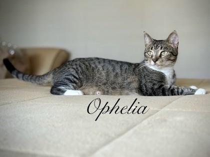 87522a Ophelia- Pounce Cat Cafe, Adoptable, Adult Female Domestic Short Hair & Domestic Short Hair.