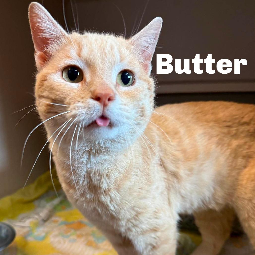 Enlarge Butter 260312, a Adoptable Domestic Short Hair in Escanaba, MI image 1/1