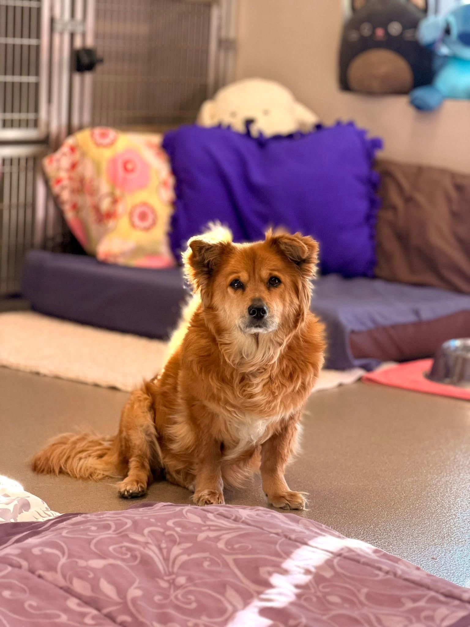 Amber, a ADOPTABLE Mixed Breed in Mount Juliet, TN image 2/3