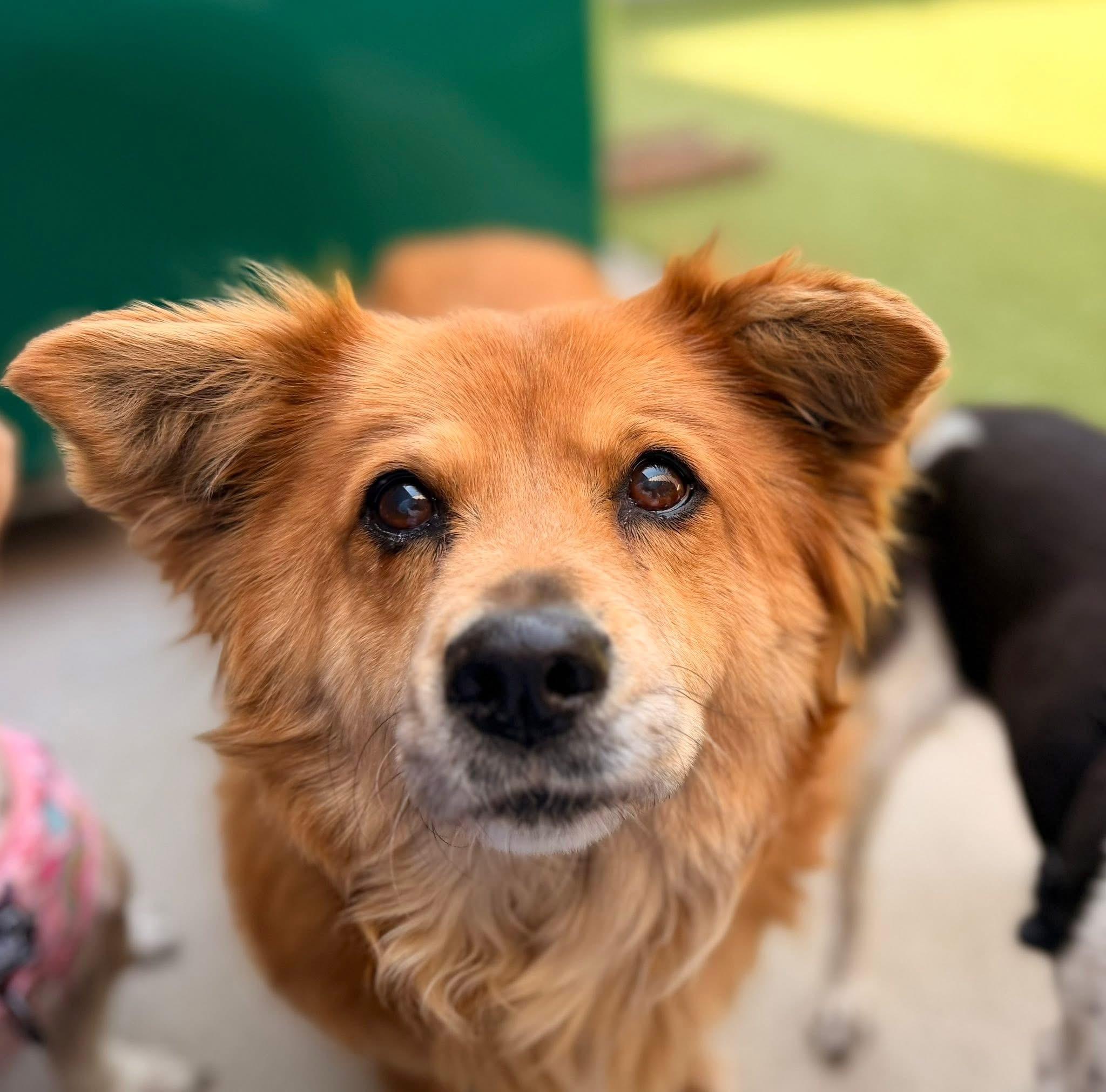 Amber, a ADOPTABLE Mixed Breed in Mount Juliet, TN image 1/3