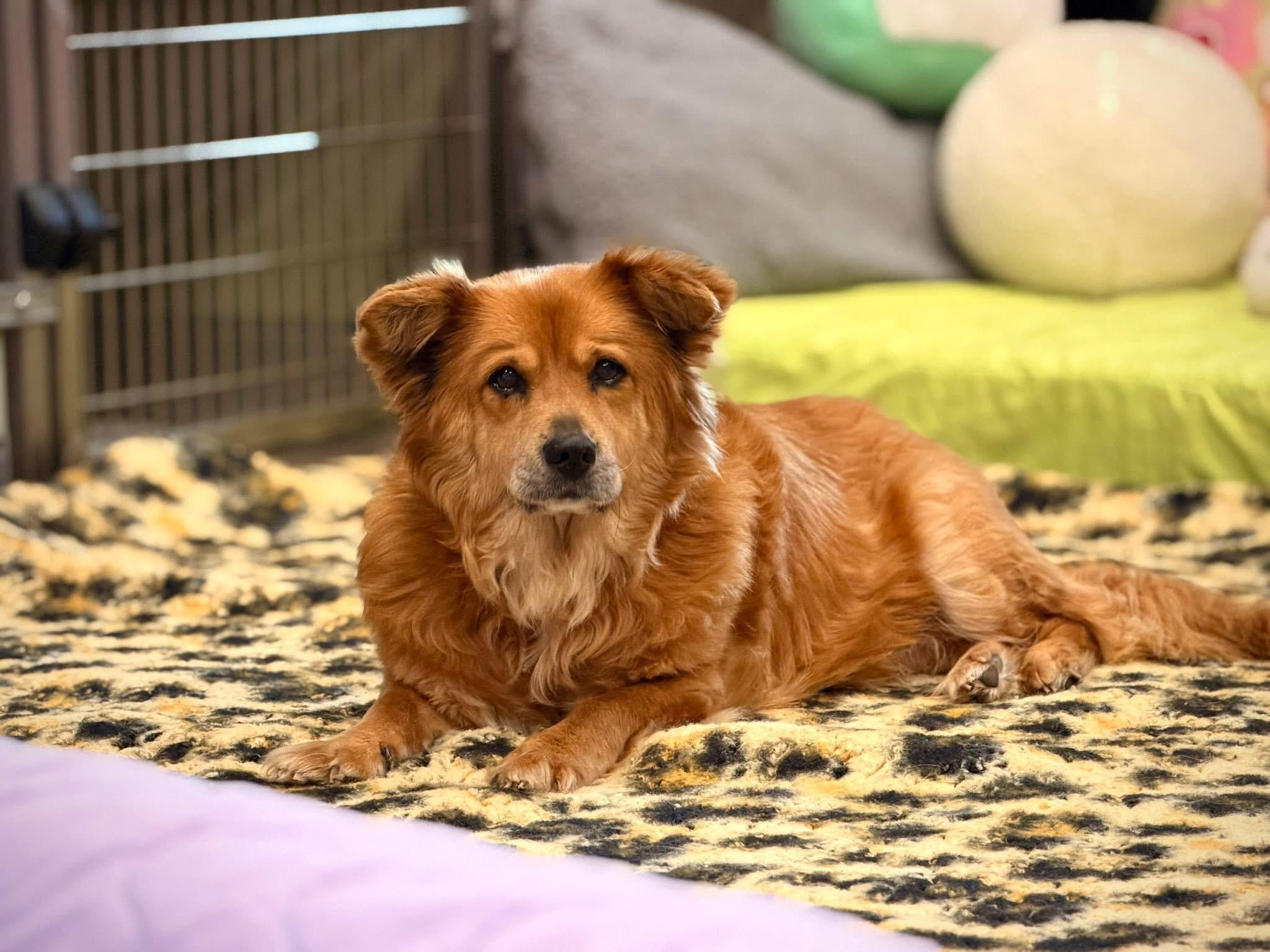 Amber, a ADOPTABLE Mixed Breed in Mount Juliet, TN image 3/3