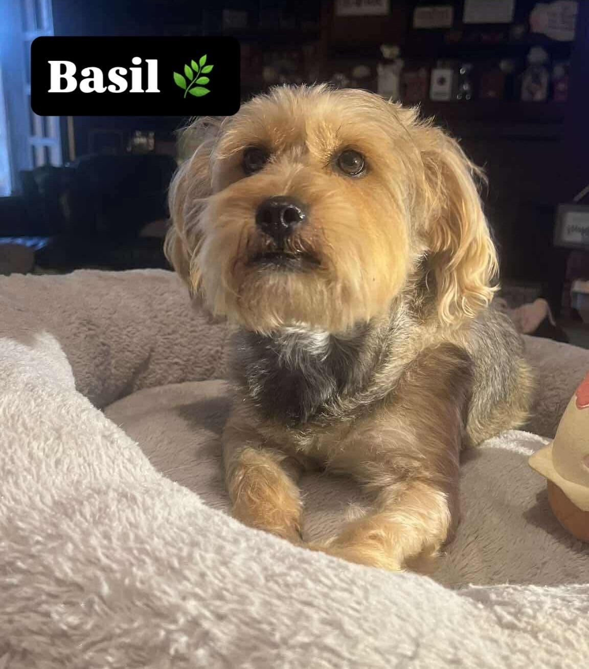 Basil, an adopted Yorkshire Terrier in Rancho Santa Fe, CA image 4/4