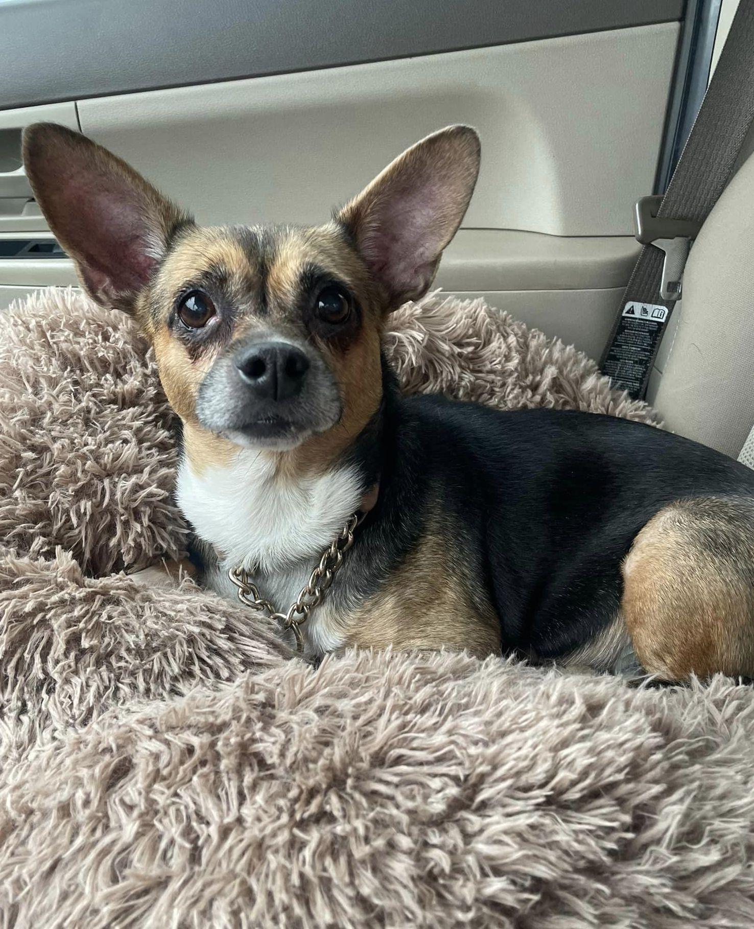 Wheezy, a Adoptable mixed breed in Chester, NJ image 1/6