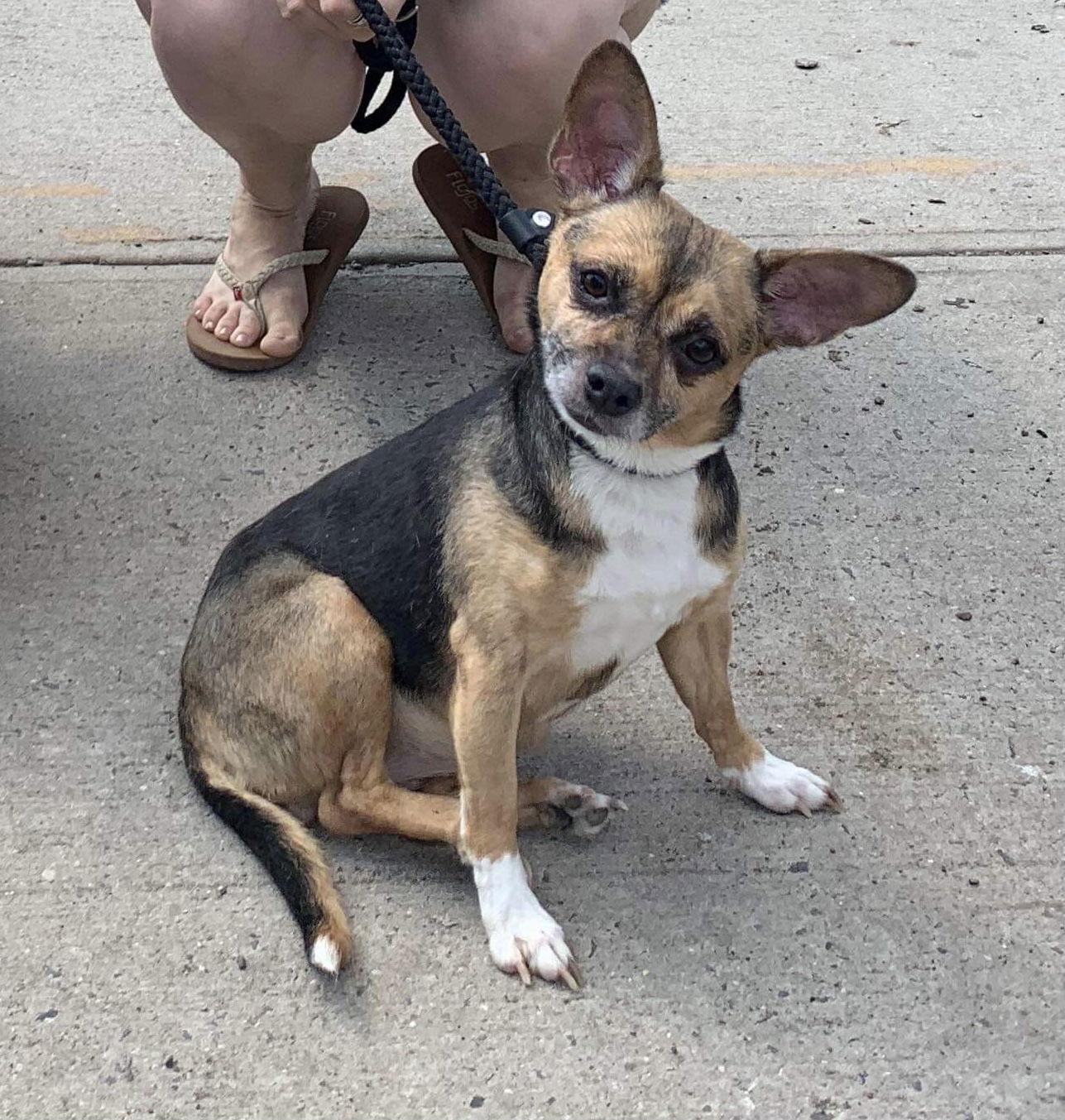 Wheezy, a Adoptable mixed breed in Chester, NJ image 2/6