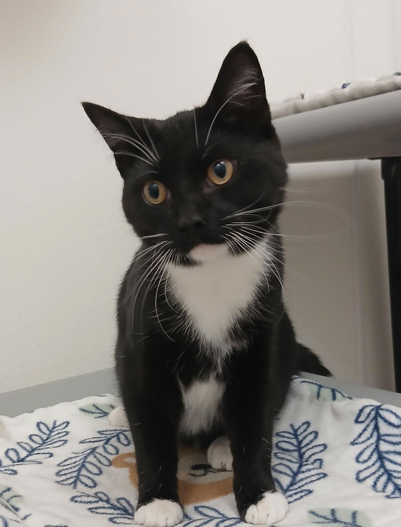 Gibbs (DSH), Adoptable, Young Male Domestic Short Hair.