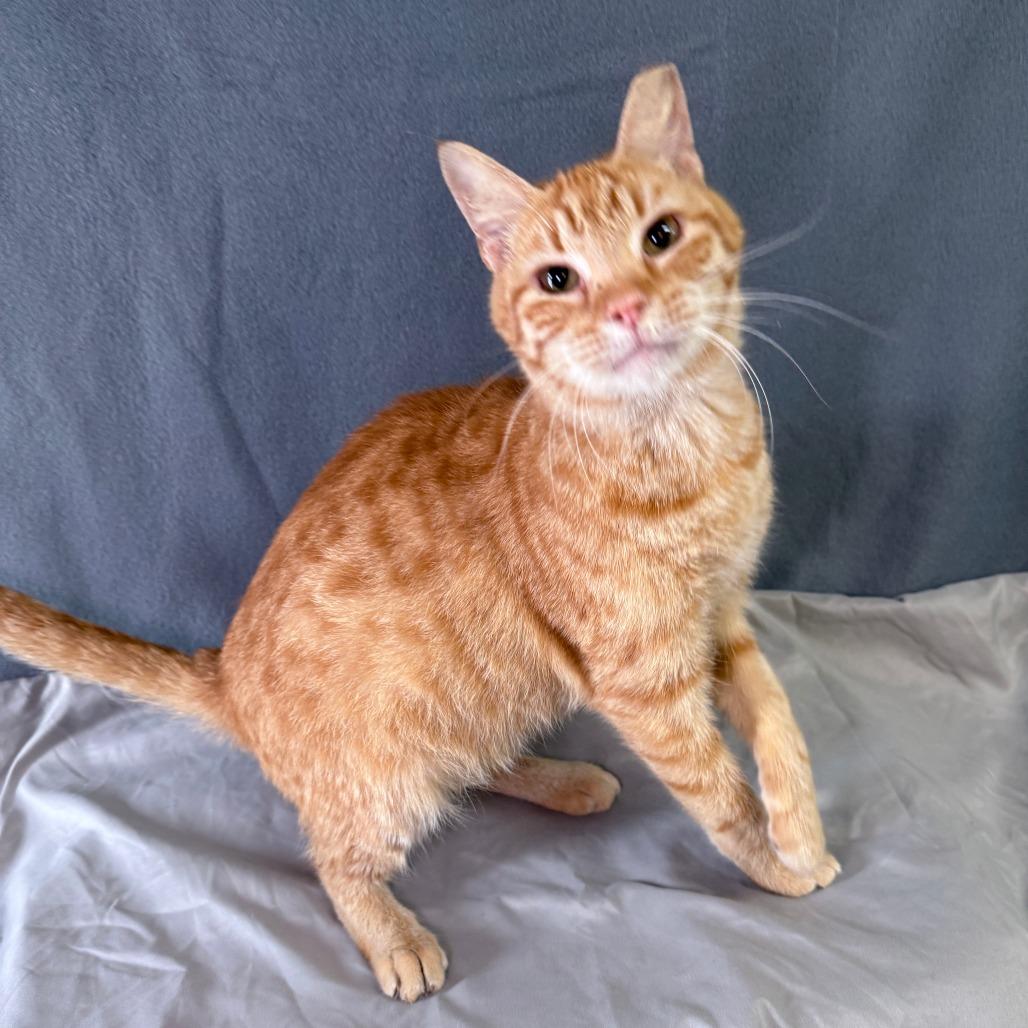 Dre, Adoptable, Adult Male Domestic Short Hair.