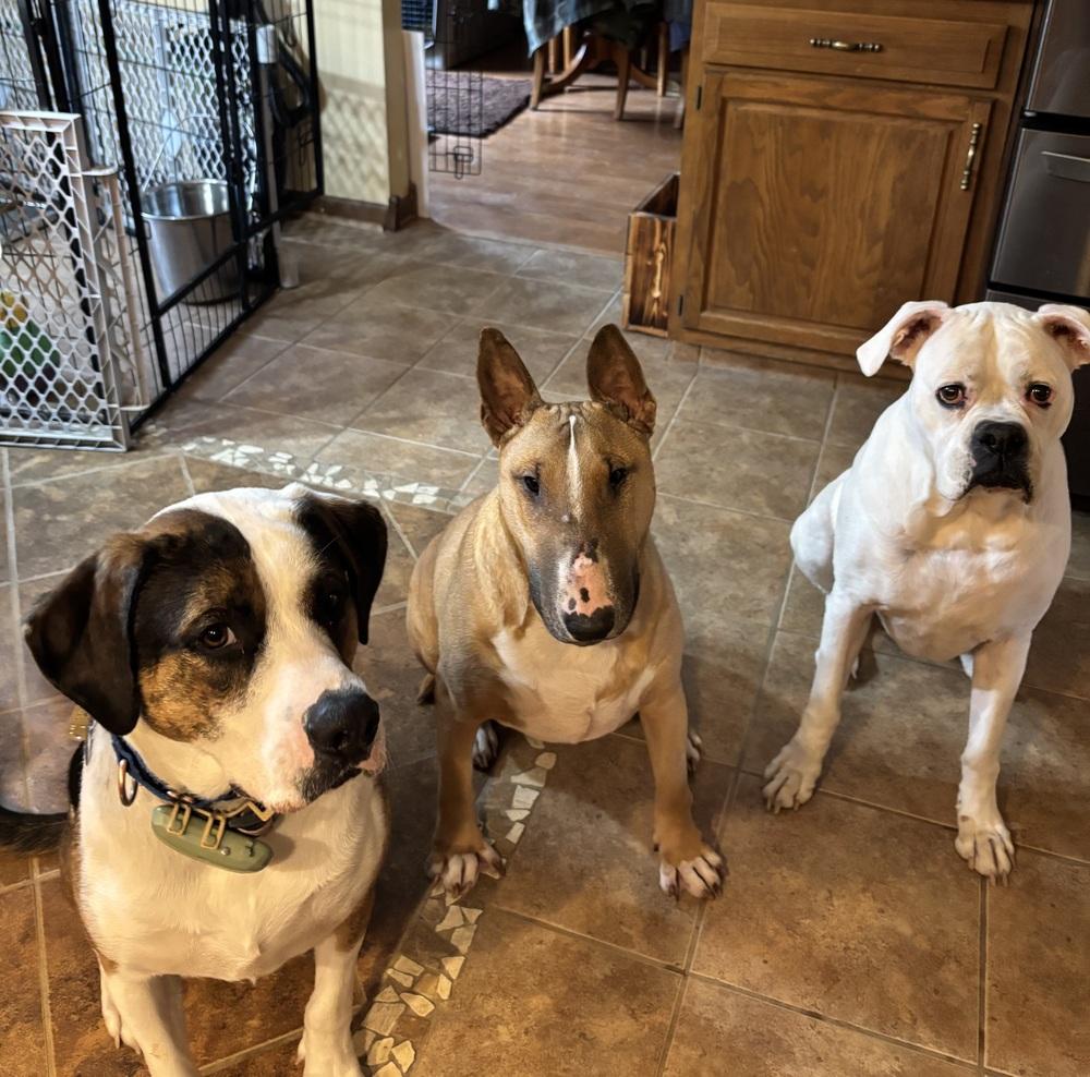 Enlarge Gatsby, a Adoptable mixed breed in Xenia, OH image 1/6