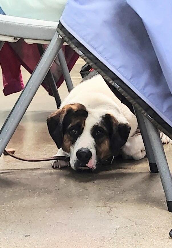 Enlarge Gatsby, a Adoptable mixed breed in Xenia, OH image 1/6
