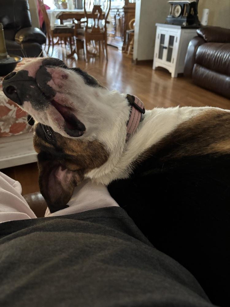 Enlarge Gatsby, a Adoptable mixed breed in Xenia, OH image 2/6