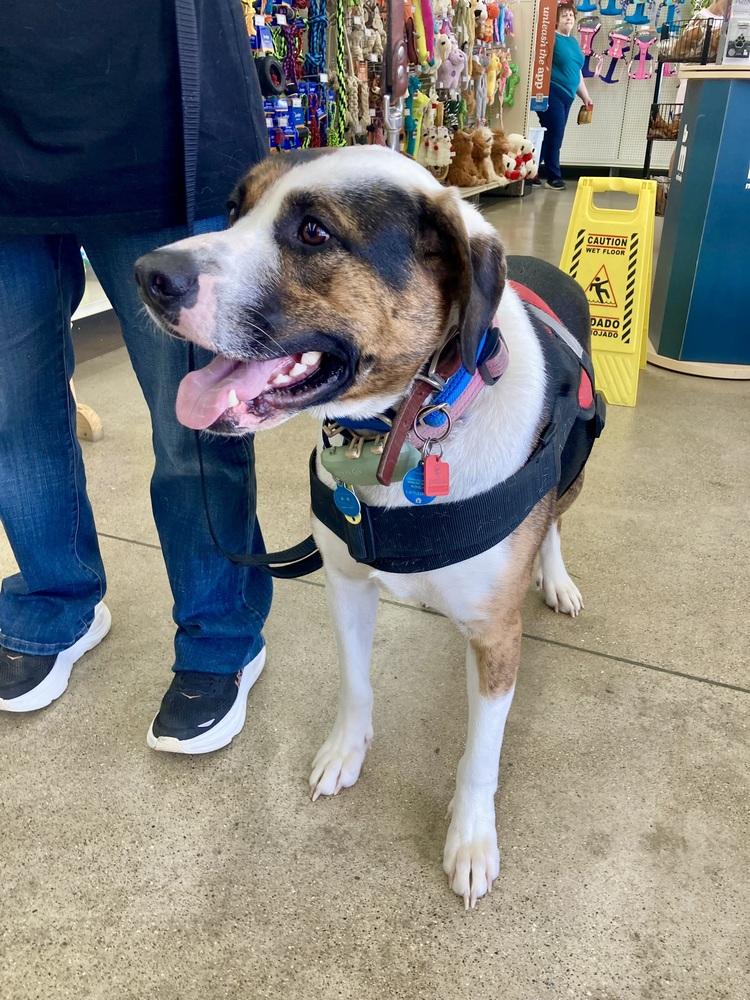 Enlarge Gatsby, a Adoptable mixed breed in Xenia, OH image 3/6