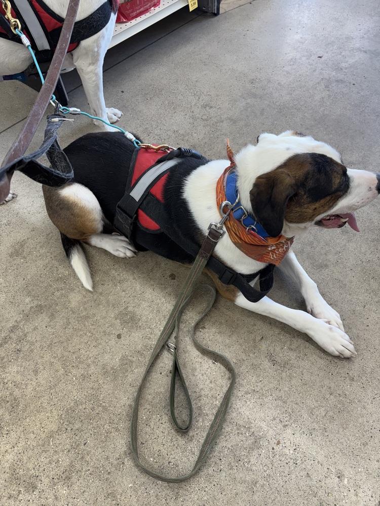 Enlarge Gatsby, a Adoptable mixed breed in Xenia, OH image 4/6