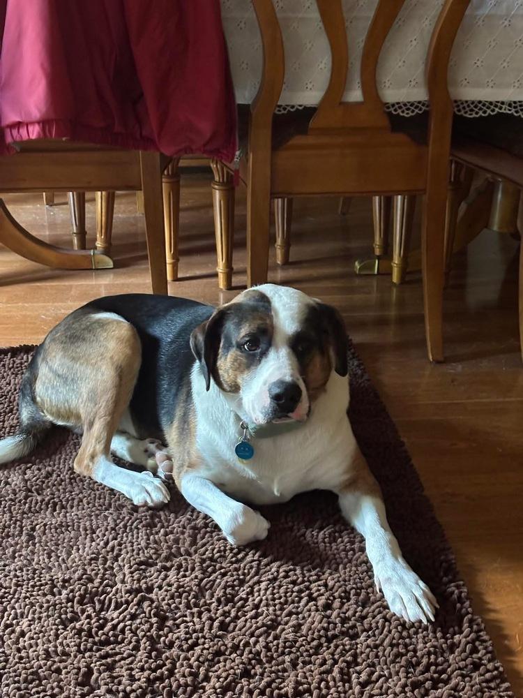 Enlarge Gatsby, a Adoptable mixed breed in Xenia, OH image 3/6