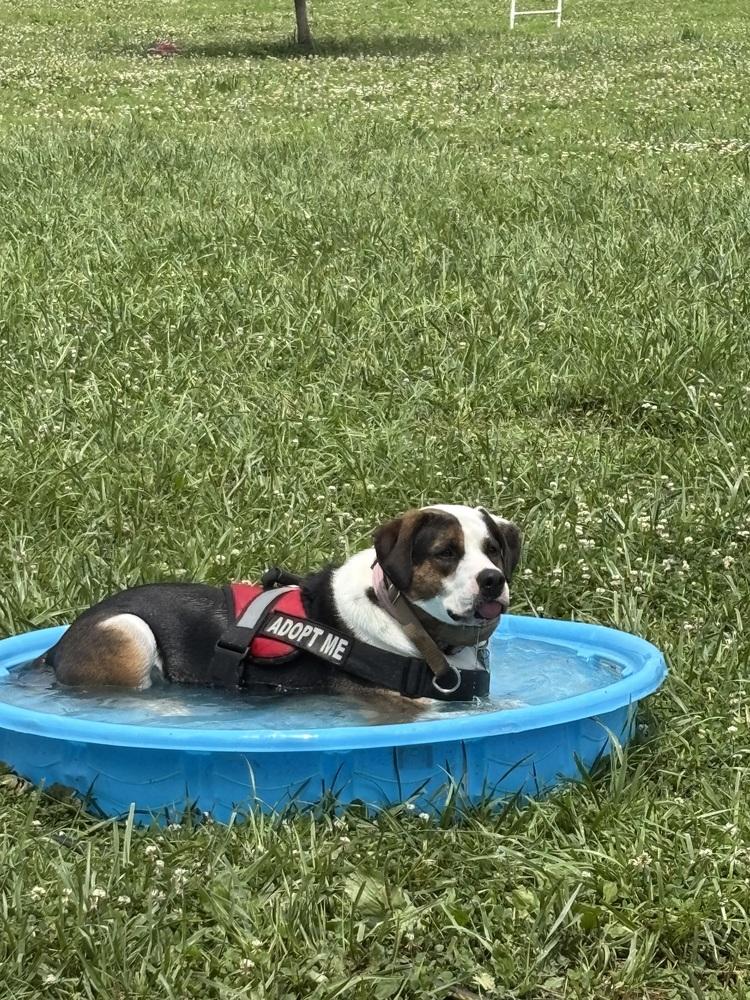 Enlarge Gatsby, a Adoptable mixed breed in Xenia, OH image 4/6