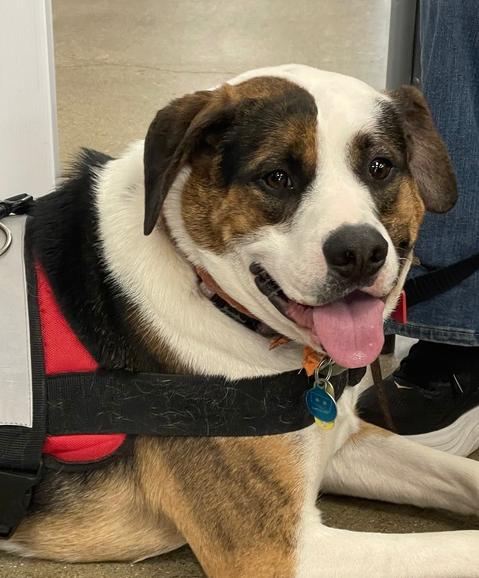 Enlarge Gatsby, a Adoptable mixed breed in Xenia, OH image 5/6