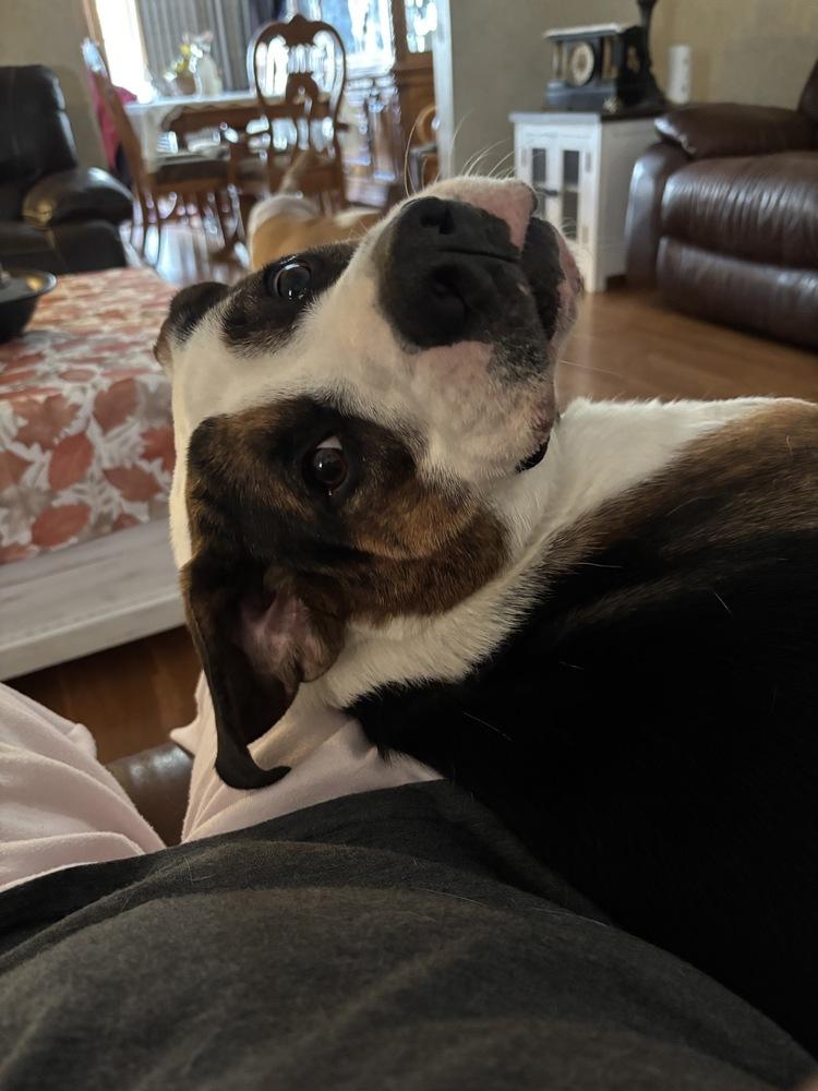 Enlarge Gatsby, a Adoptable mixed breed in Xenia, OH image 6/6