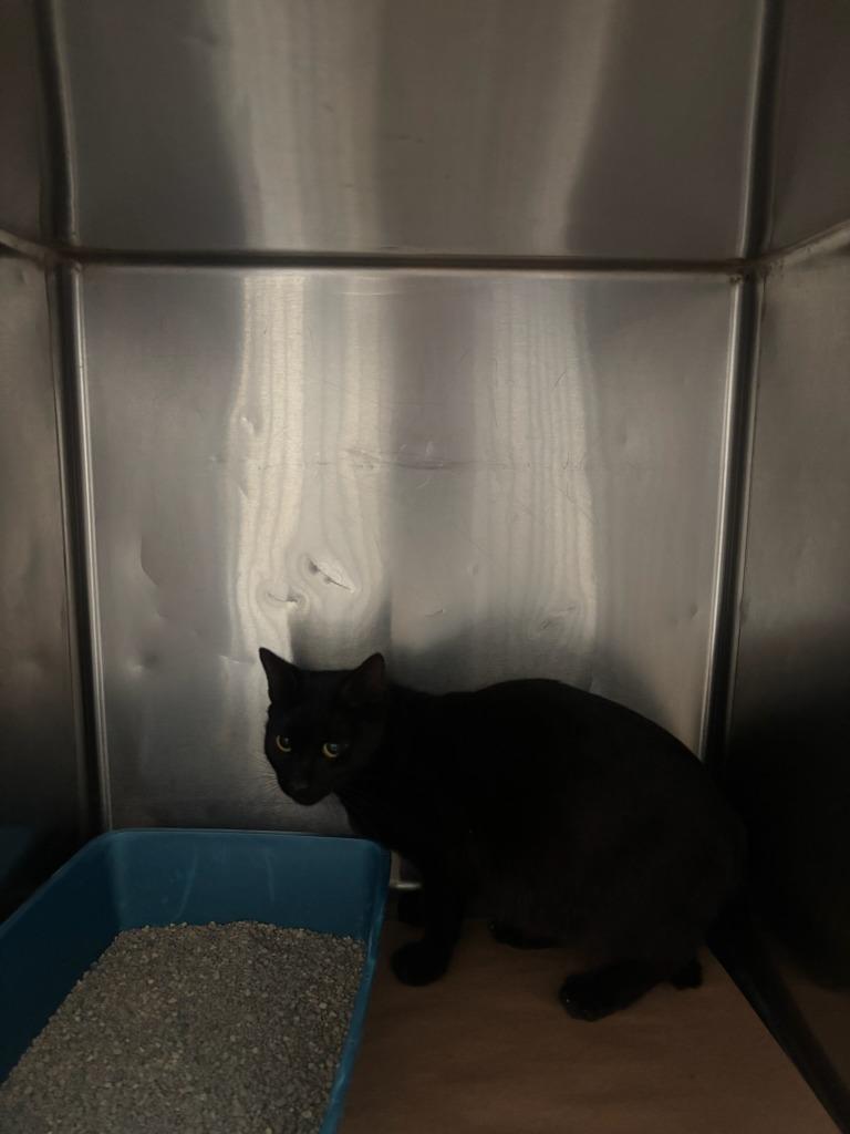 Enlarge Fletcher, a Adoptable mixed breed in Cartersville , GA image 1/1