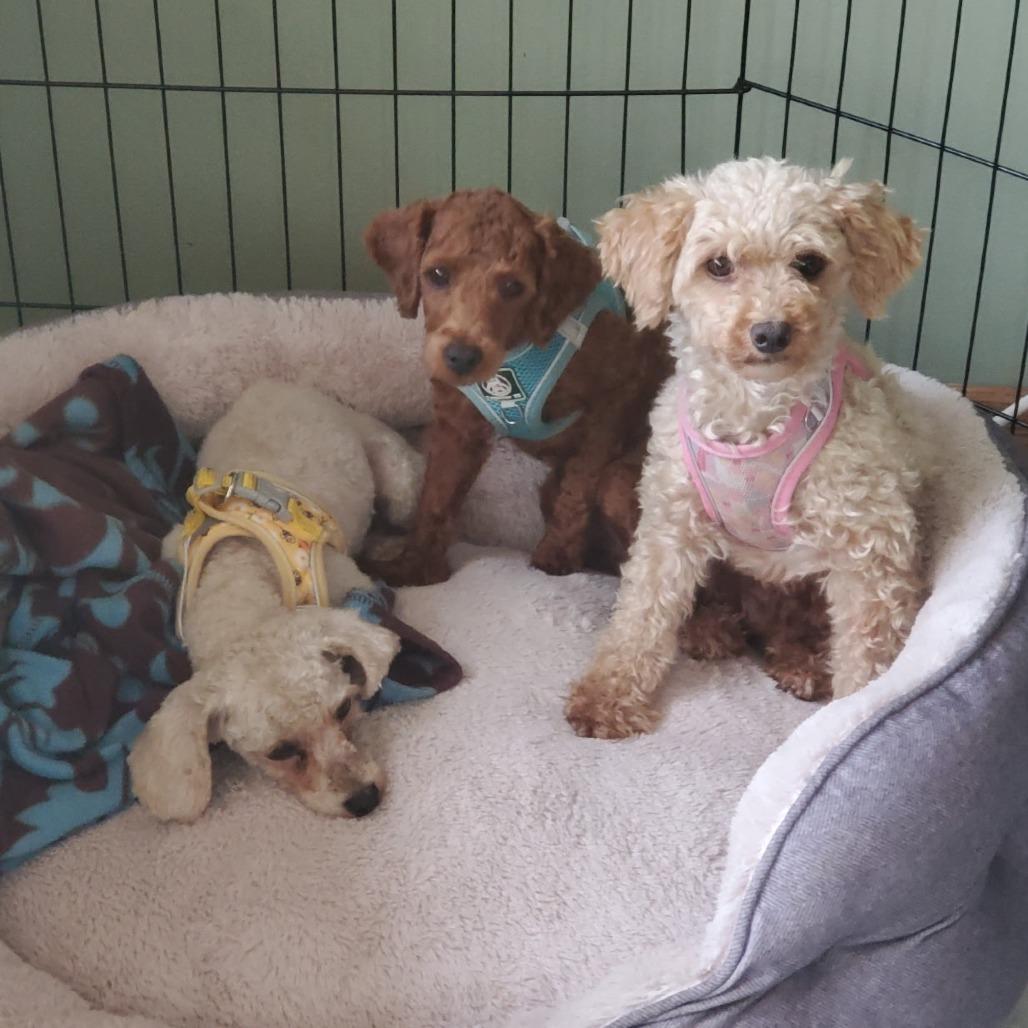 Enlarge Gertie, a Adoptable Miniature Poodle in Rochester, MN image 1/4
