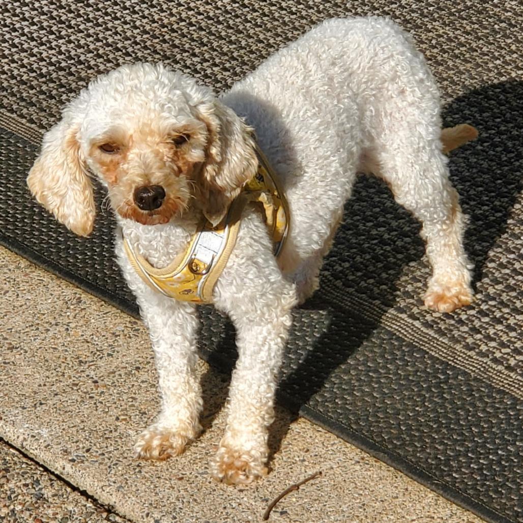 Enlarge Gertie, a Adoptable Miniature Poodle in Rochester, MN image 4/4