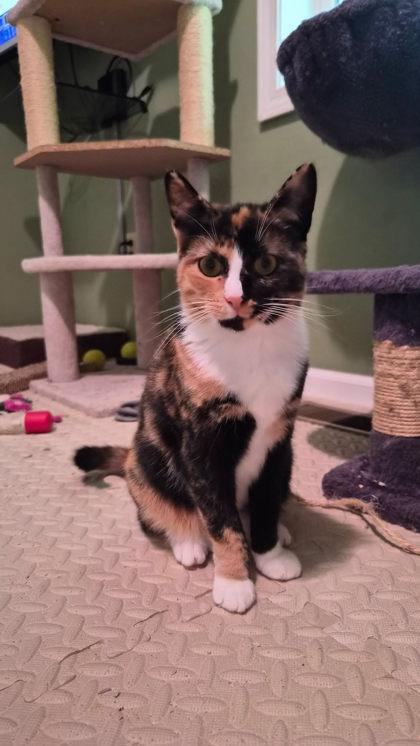 Grace, Adoptable, Adult Female Domestic Short Hair & Domestic Short Hair.