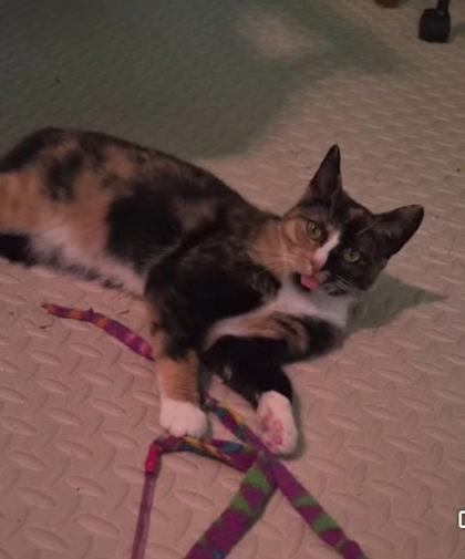 Enlarge Grace, a Adoptable mixed breed in Berwick, PA image 3/3