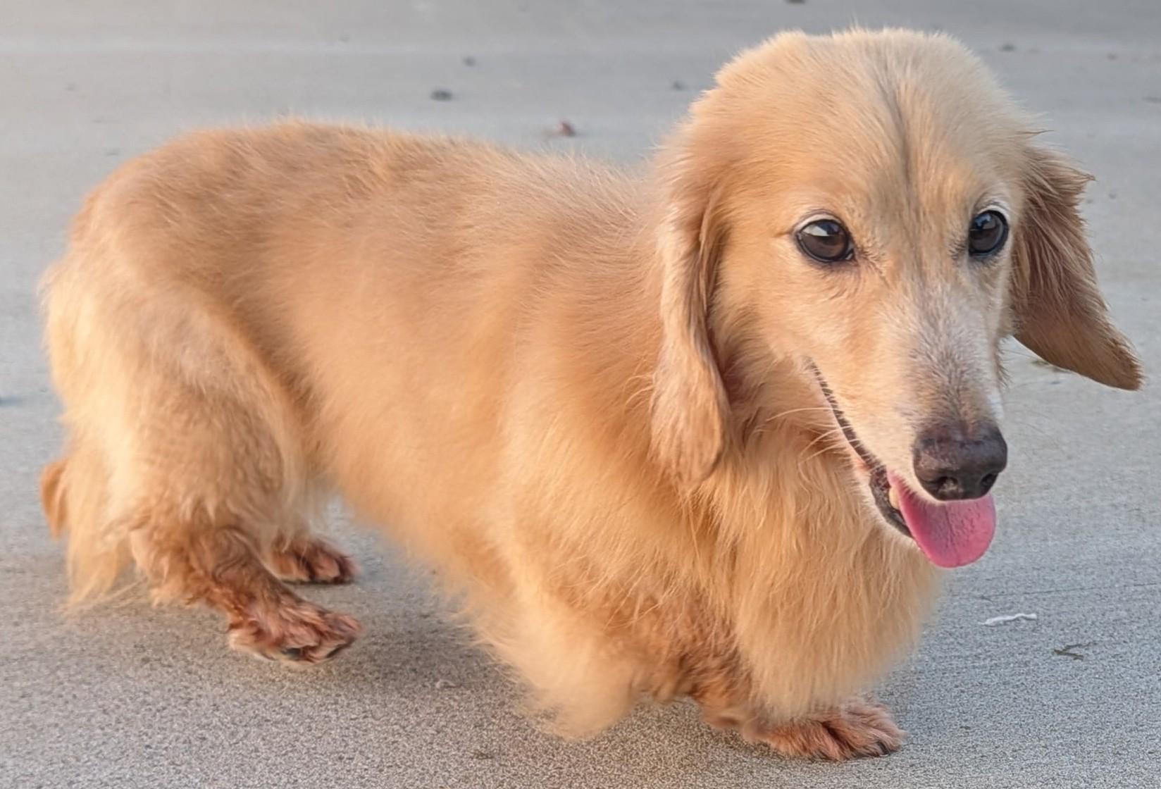 Enlarge Adam in TN, a ADOPTABLE Dachshund (Miniature Long Haired) in Shelbyville, TN image 2/6