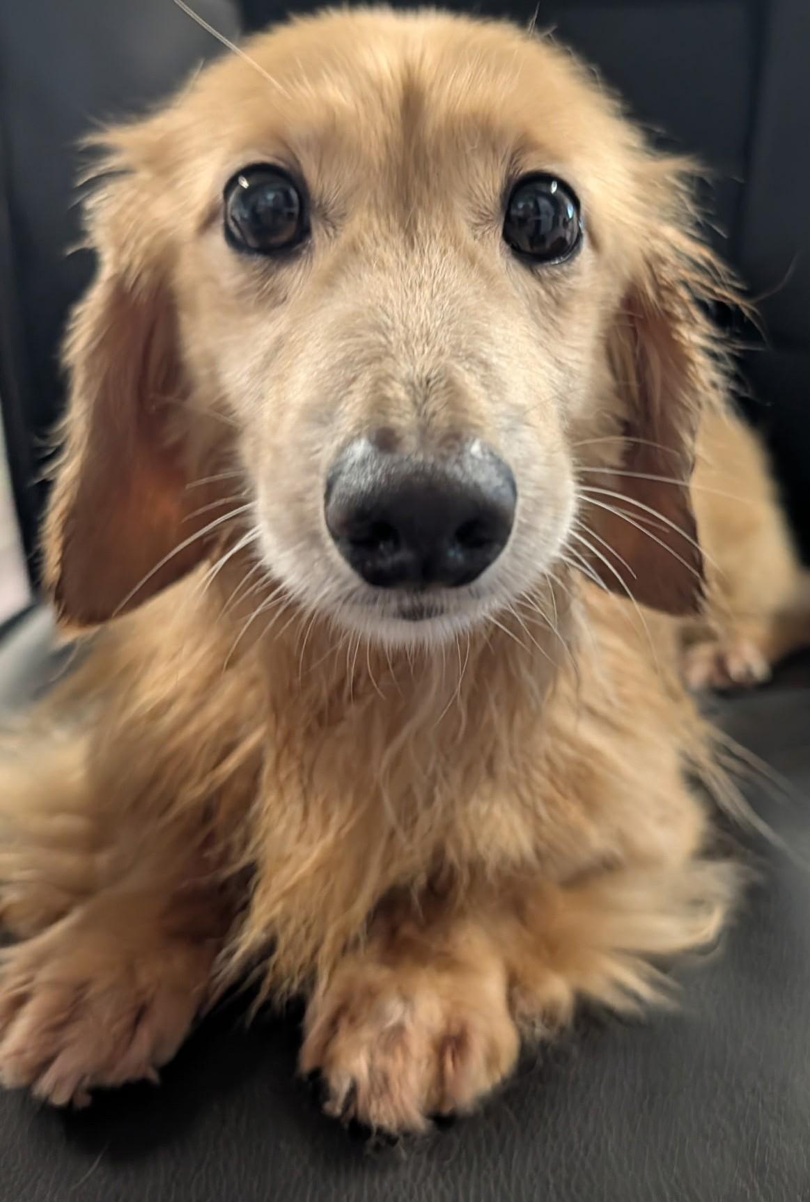 Enlarge Adam in TN, a ADOPTABLE Dachshund (Miniature Long Haired) in Shelbyville, TN image 3/6