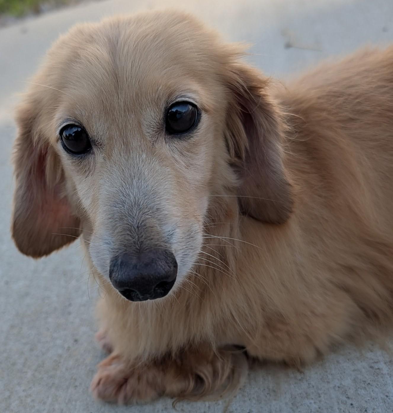 Enlarge Adam in TN, a ADOPTABLE Dachshund (Miniature Long Haired) in Shelbyville, TN image 6/6